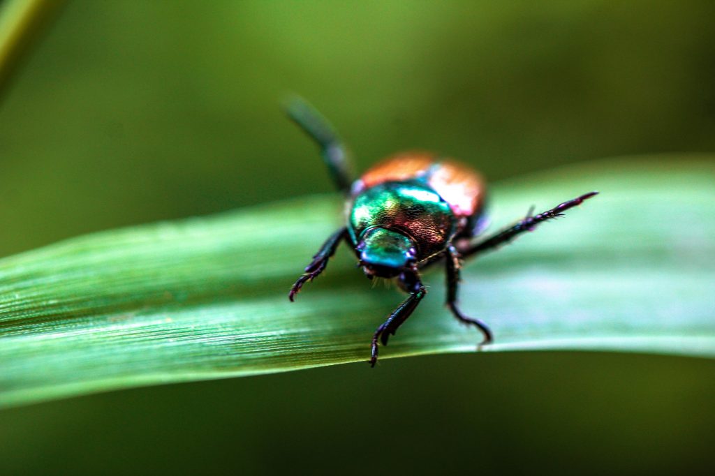 Closeup of a metallic colored beetle on a blade of grass.